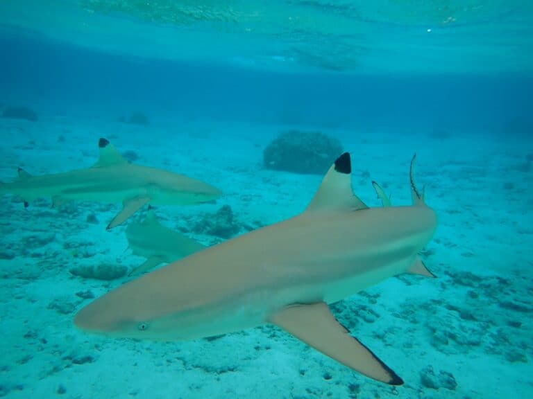 Best Snorkeling In Bora Bora (Spots & Tours) Bora Bora Insider